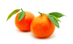 Mandarines fraîches